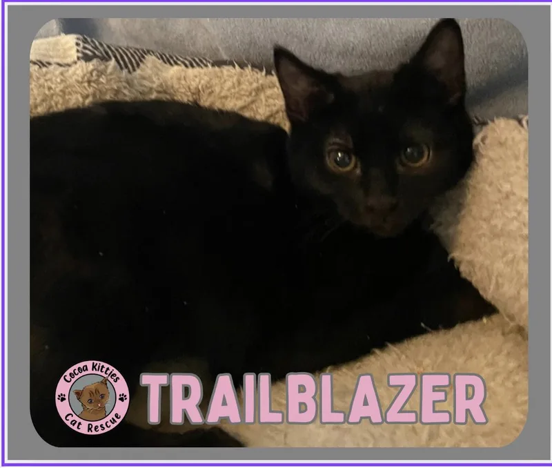 Trailblazer thumbnail 4