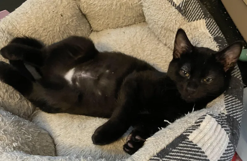 Trailblazer thumbnail 5