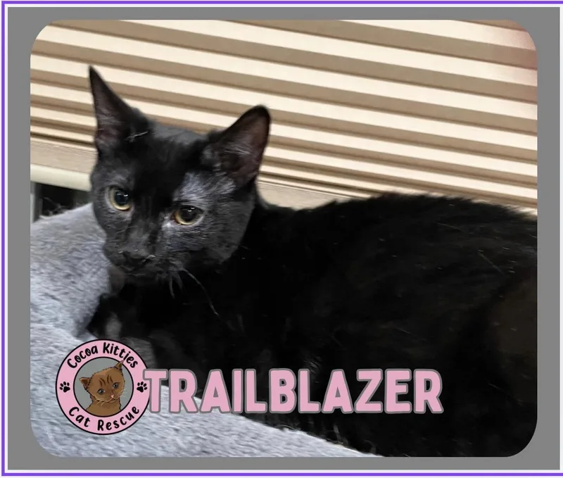 Trailblazer thumbnail 6