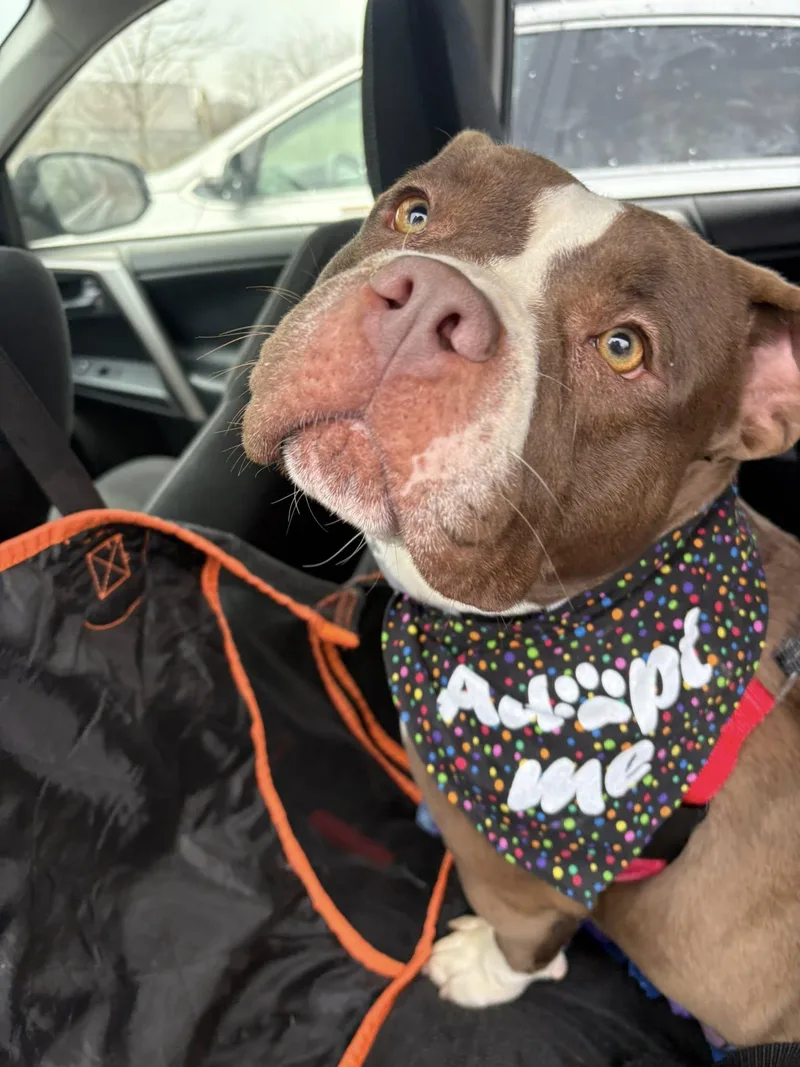 Ms Little Tail thumbnail 2