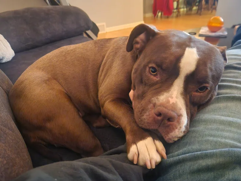 Ms Little Tail thumbnail 6