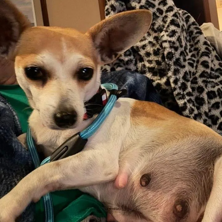 Aurora B thumbnail 4