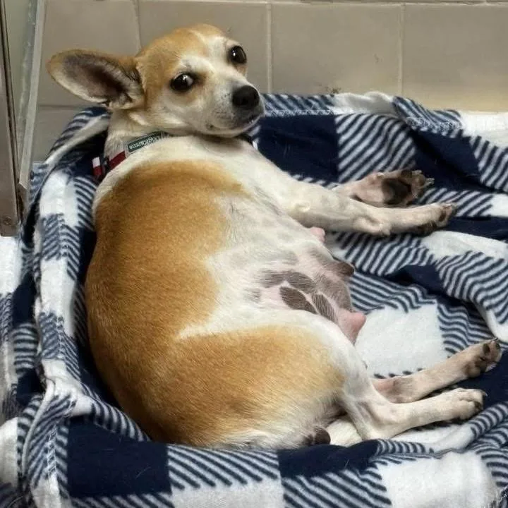 Aurora B thumbnail 5