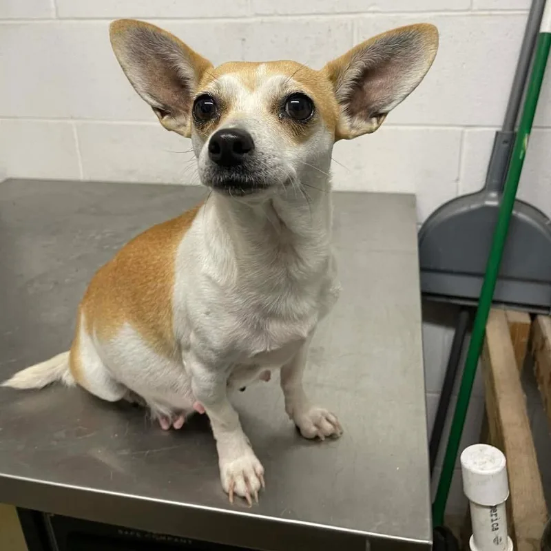 Aurora B thumbnail 6