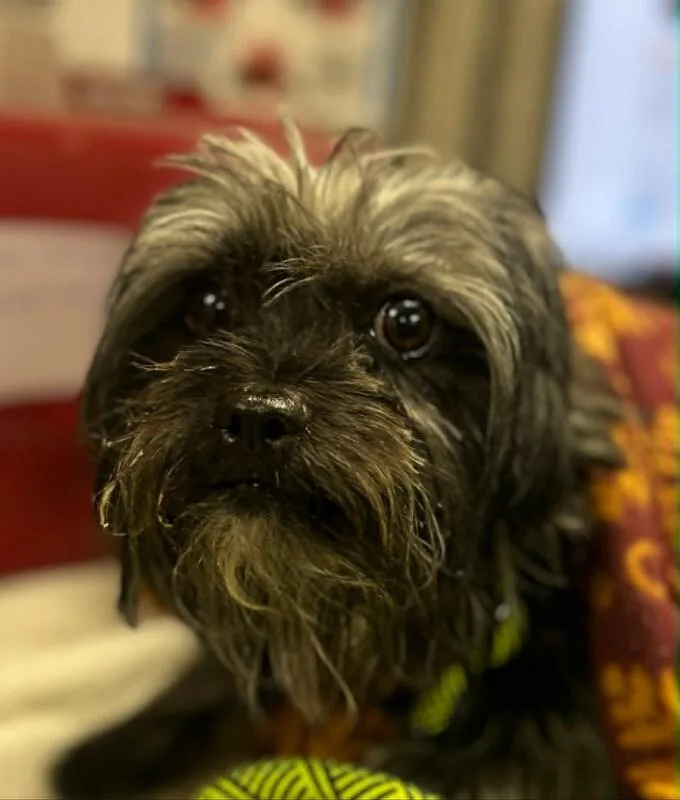 Sir Altonies thumbnail 2