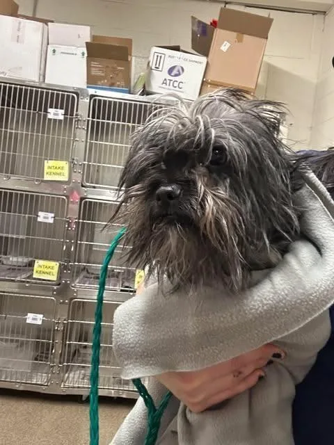 Sir Altonies thumbnail 3