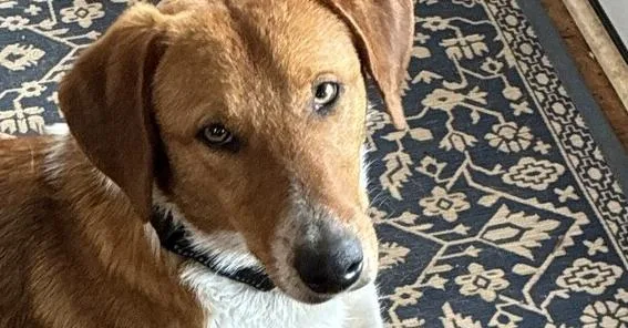 Sonny Jim thumbnail 3