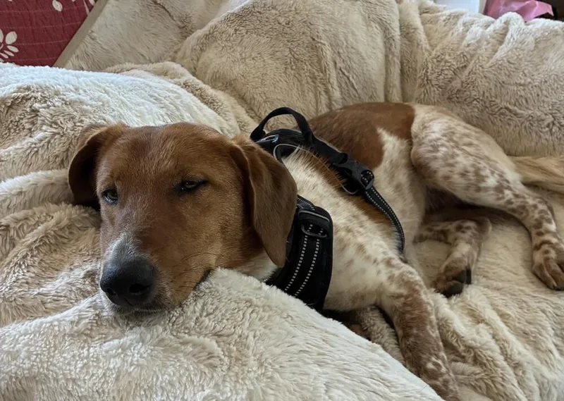 Sonny Jim thumbnail 4