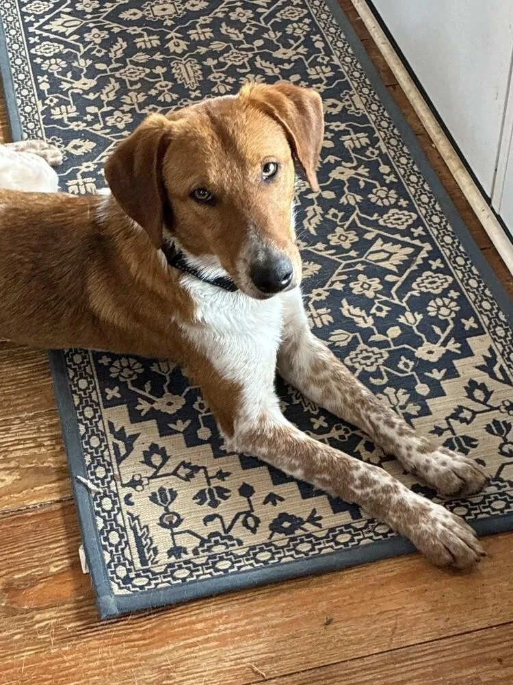 Sonny Jim thumbnail 6