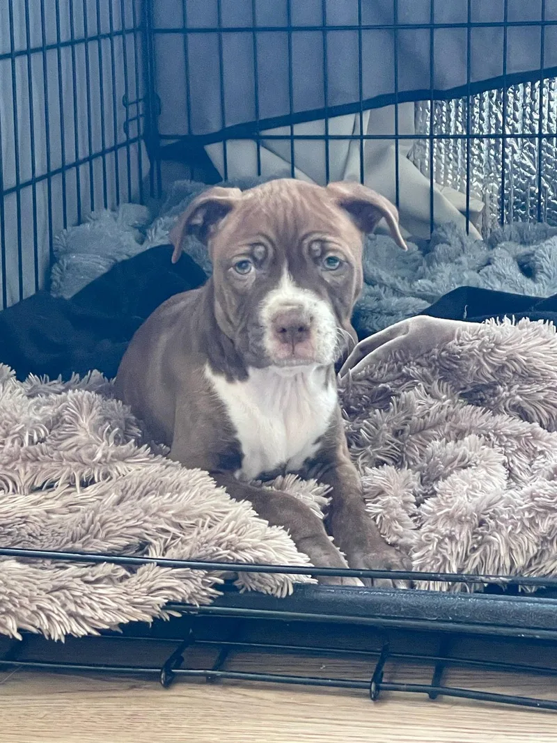 Bergamot Orange photo 1