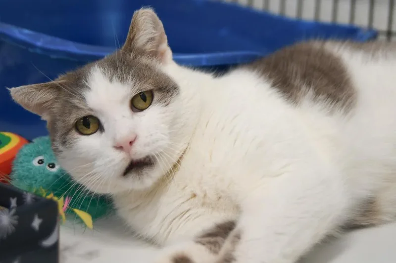 Nacho Fry thumbnail 3