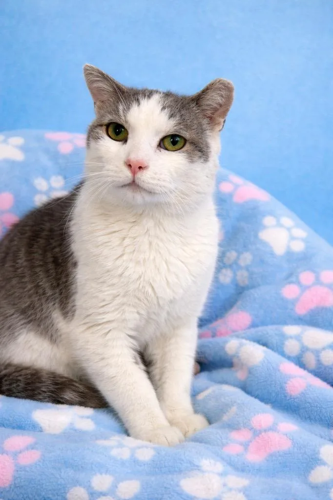 Nacho Fry thumbnail 4