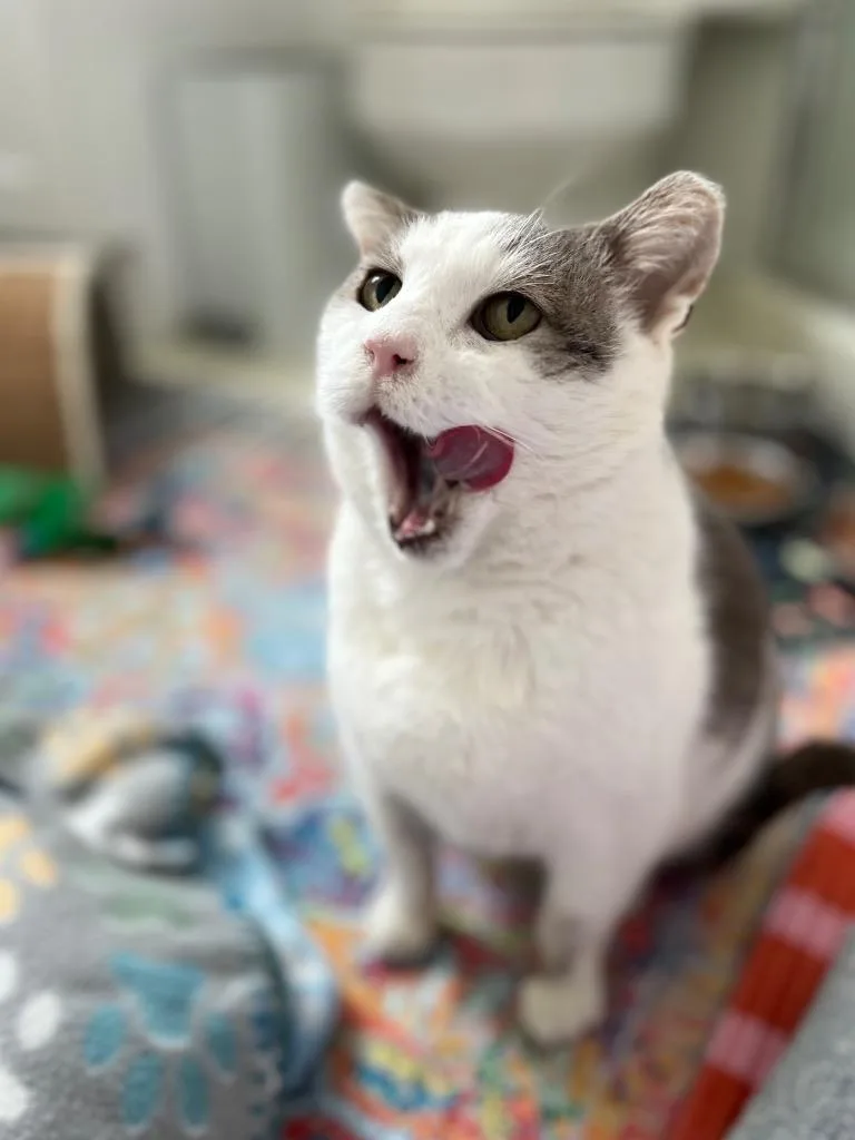 Nacho Fry thumbnail 5