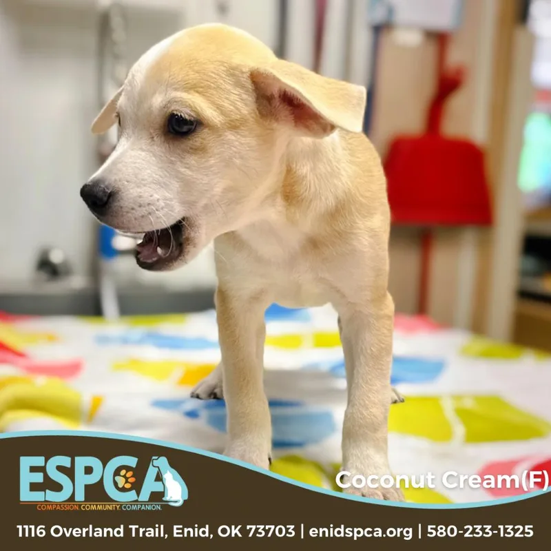 Coconut Cream thumbnail 2