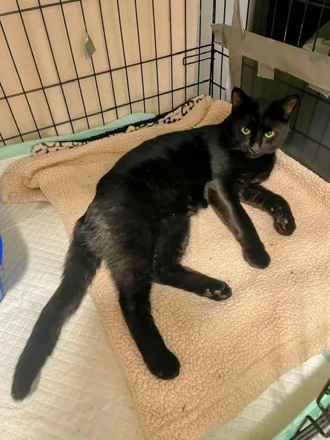 A young medium-sized male Domestic Short Hair cat named Ozzy for adoption in Easley, SC