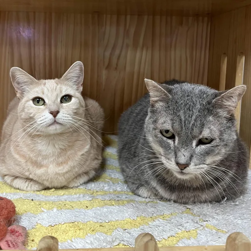 Mrs Orange thumbnail 2