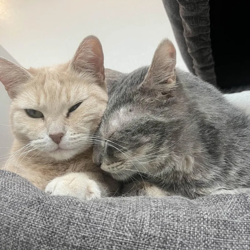 Mrs Orange thumbnail 4