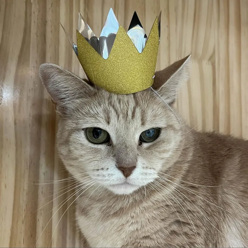 Mrs Orange thumbnail 5