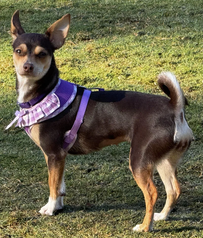 Little French Brioche!!! thumbnail 3