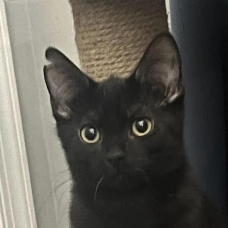 Midnight thumbnail 3