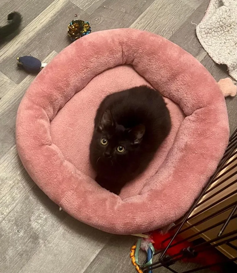 Midnight thumbnail 4