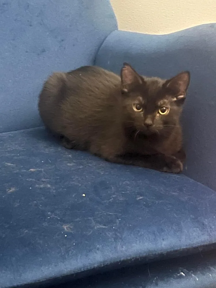 Midnight thumbnail 5