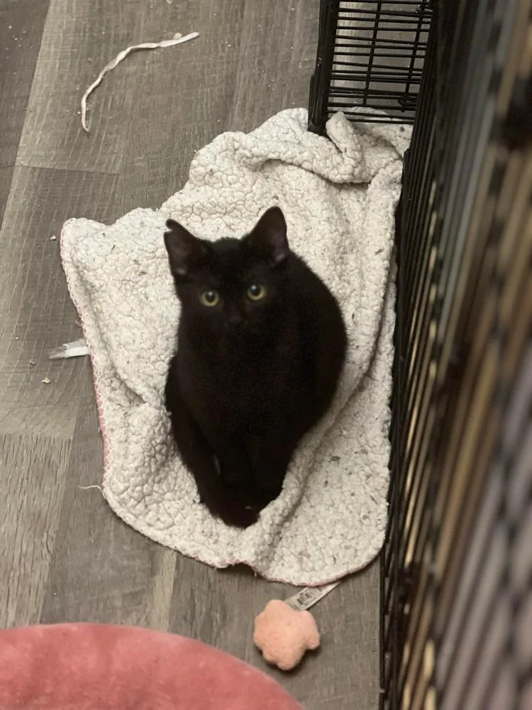 Midnight thumbnail 6