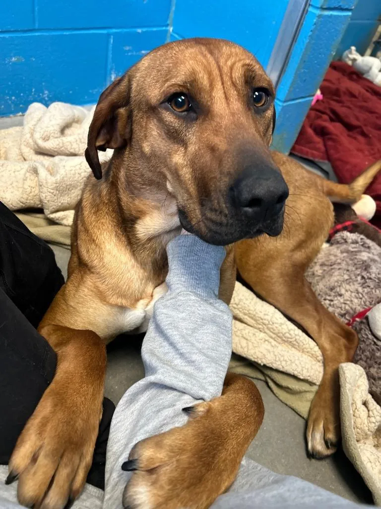 Champagne thumbnail 3