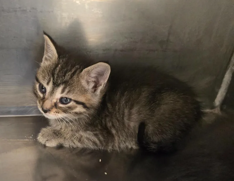 Virginia thumbnail 2