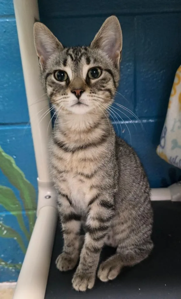 Virginia thumbnail 3