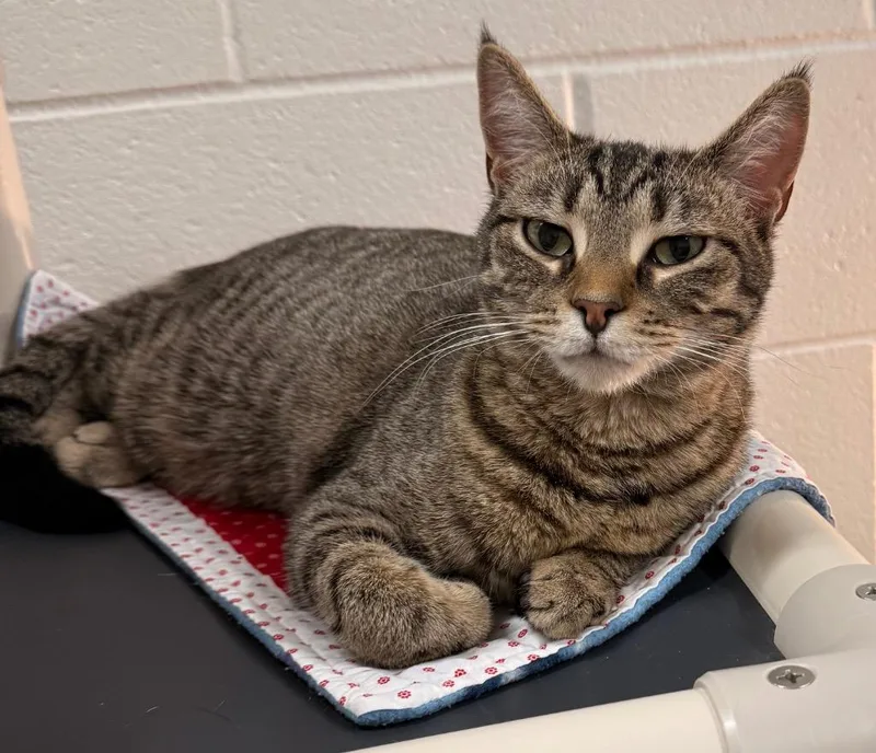 Virginia thumbnail 4