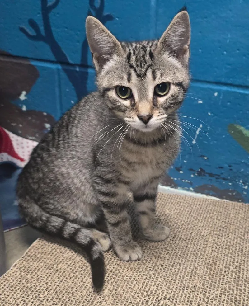 Virginia thumbnail 5