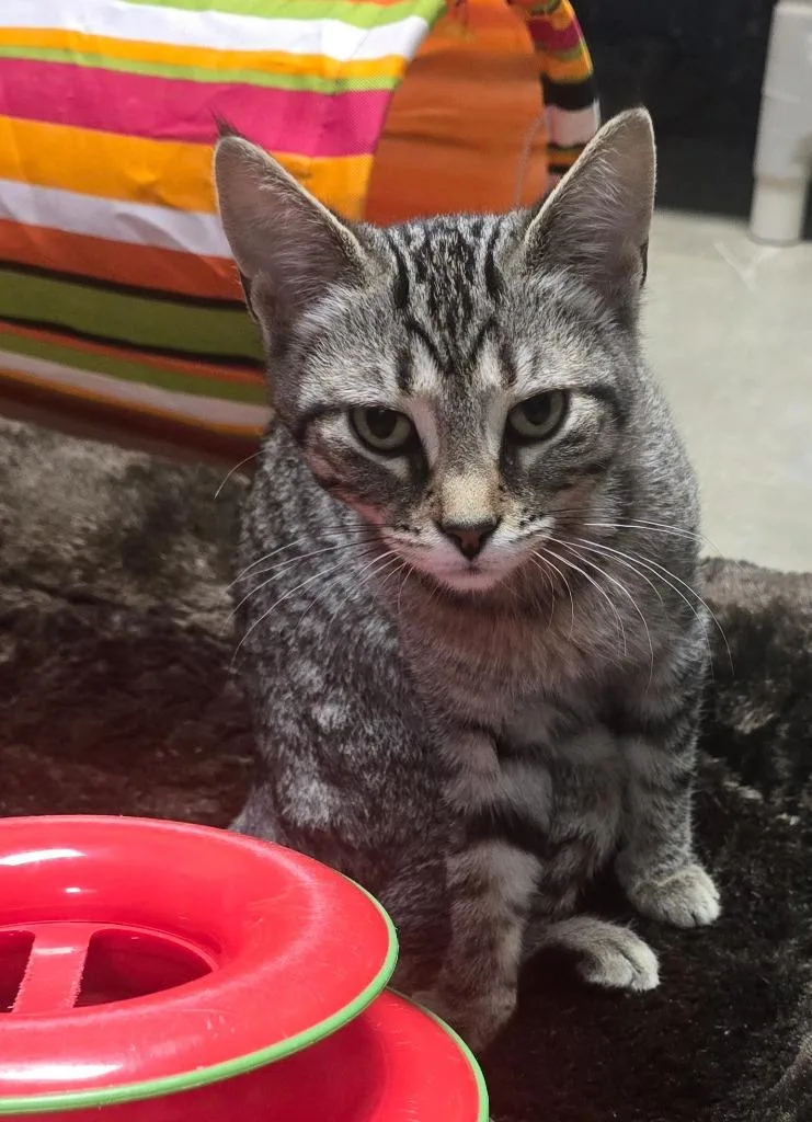 Virginia thumbnail 6