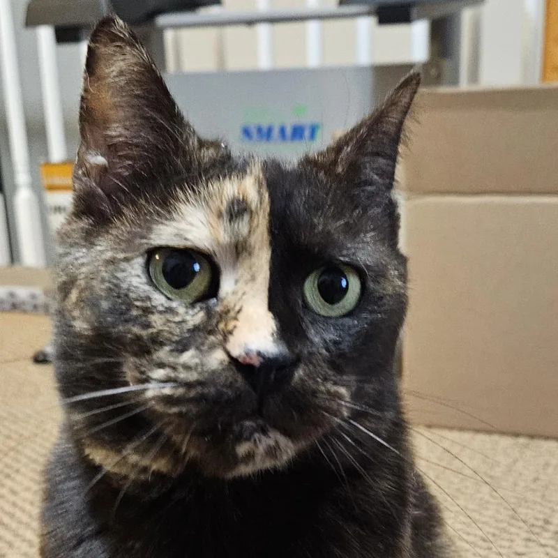 Madame Zeroni Fc thumbnail 2