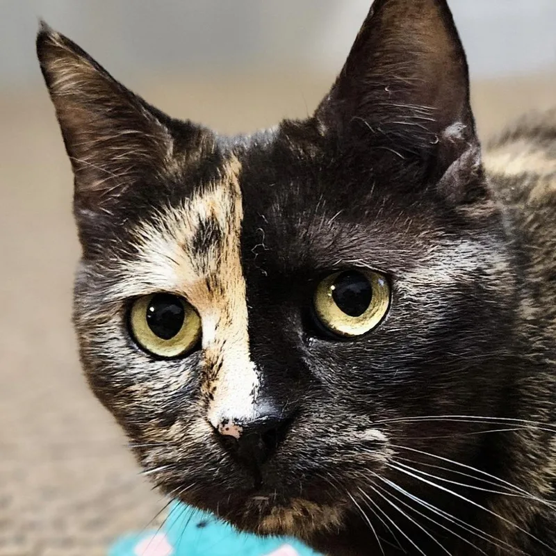 Madame Zeroni Fc thumbnail 3