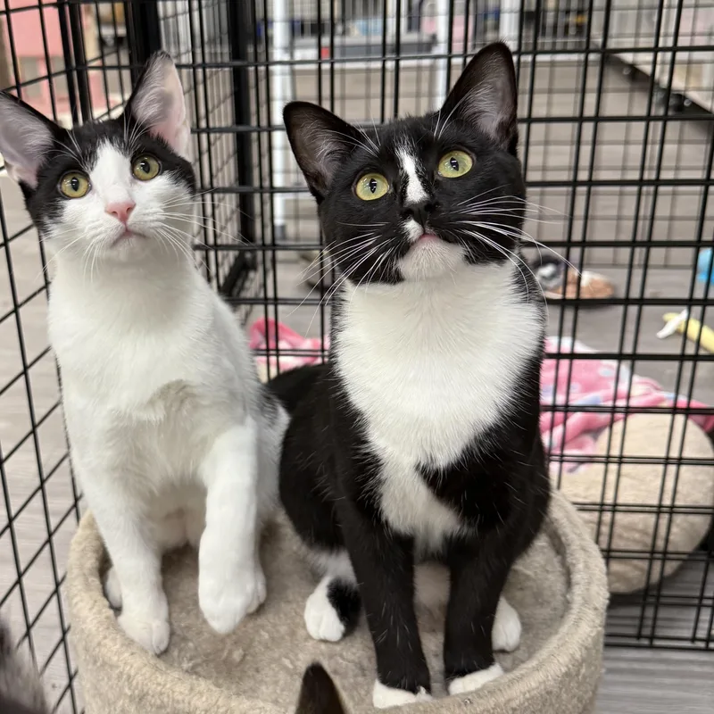 Soda Can thumbnail 2