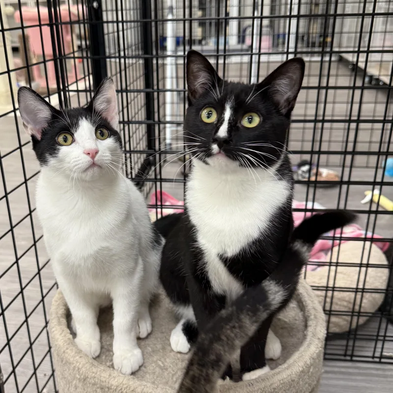 Soda Can thumbnail 3