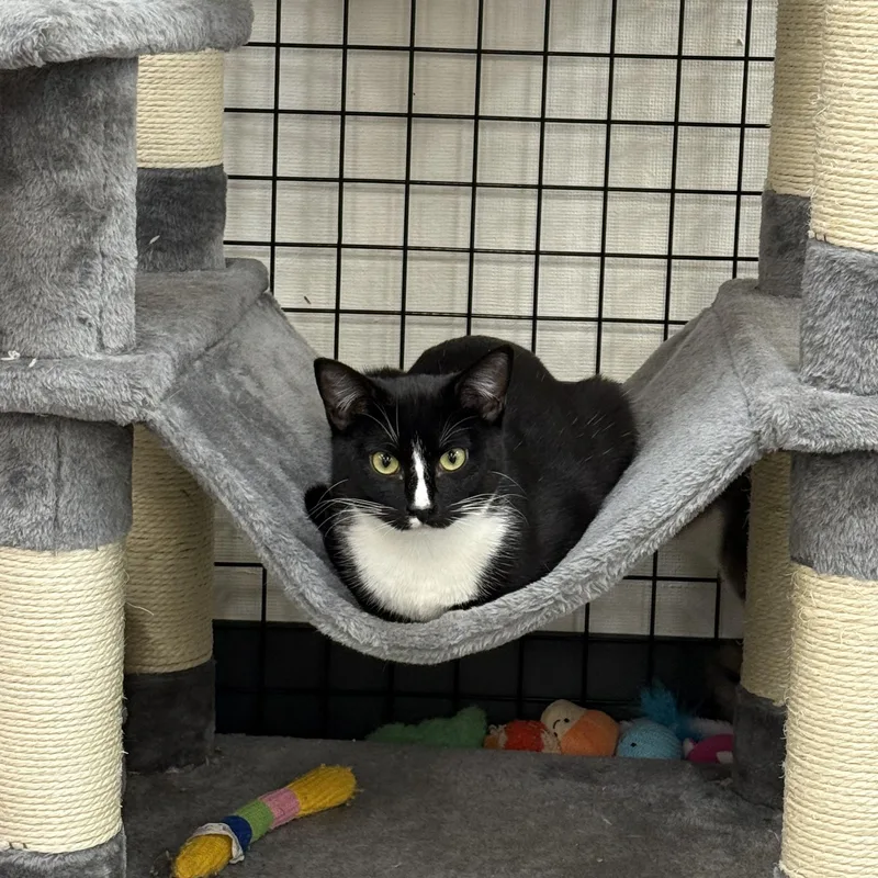 Soda Can thumbnail 4