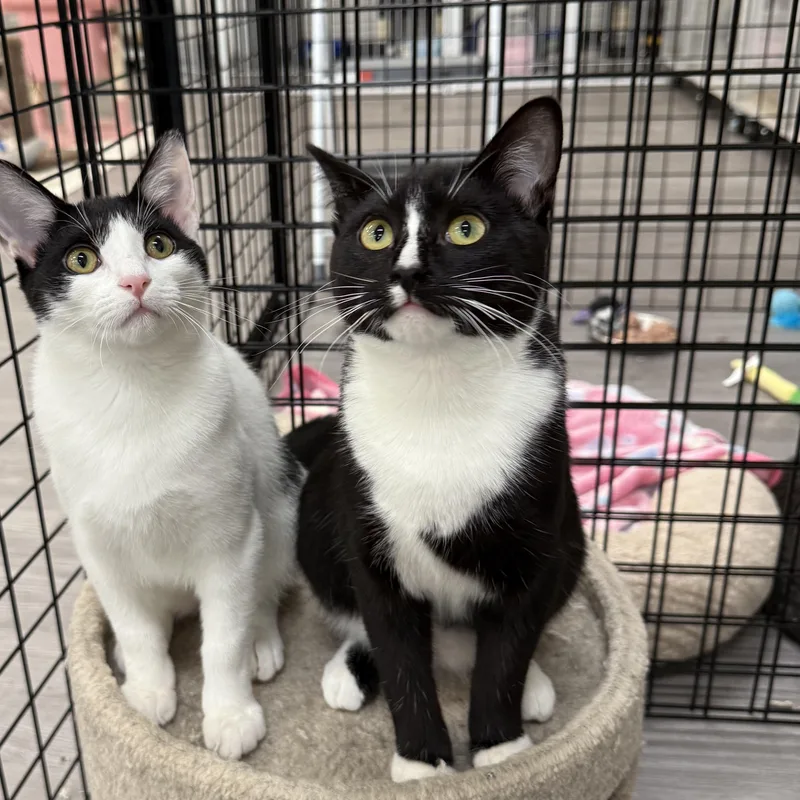 Soda Can thumbnail 5