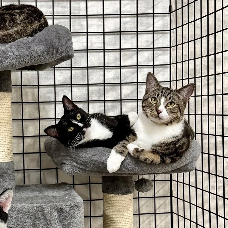 Soda Can thumbnail 6