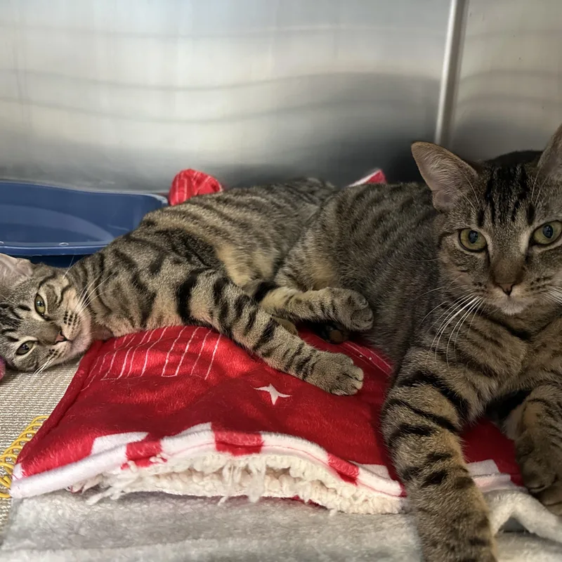 Faline & Bambi Sisters thumbnail 4