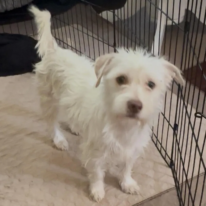 Juniper Jolene "juni" thumbnail 2