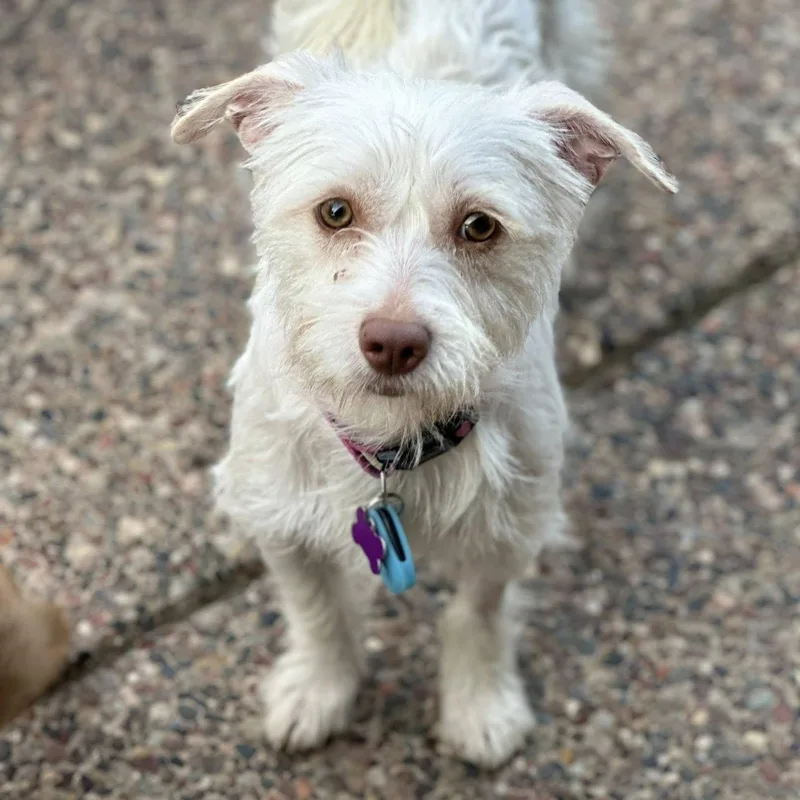 Juniper Jolene "juni" thumbnail 4