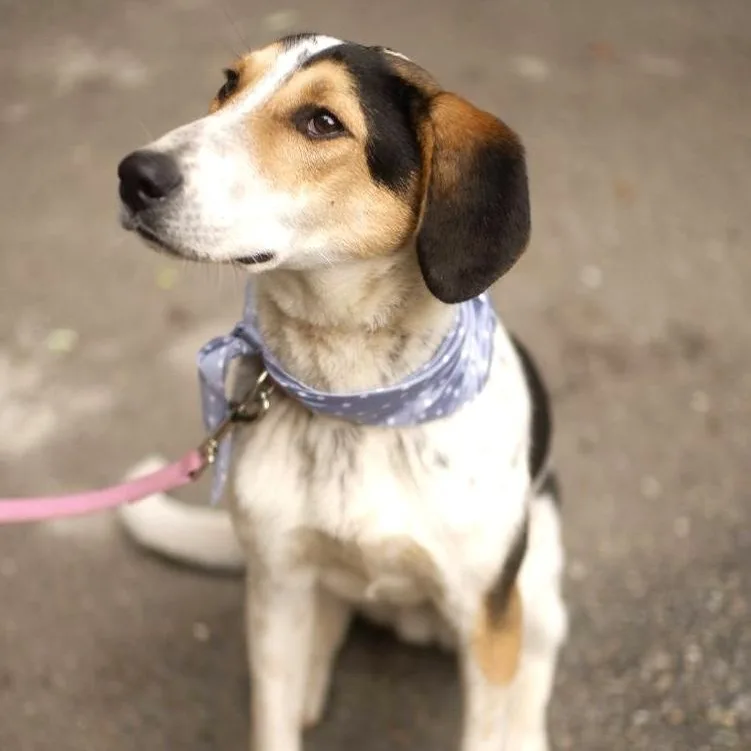 A young medium-sized male Tricolor (Brown, Black, & White) Foxhound dog named Boris for adoption in Morristown, NJ