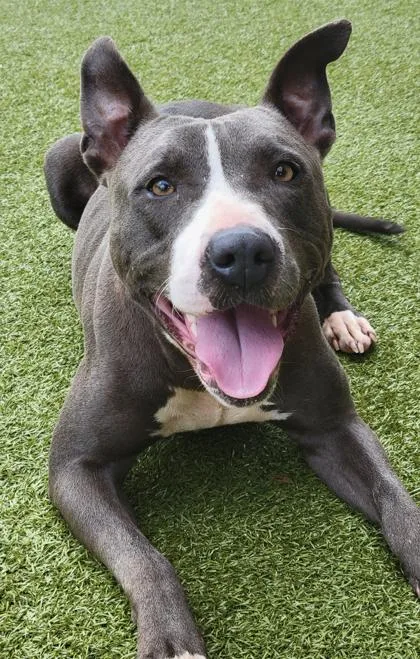 Gumdrop Button thumbnail 2