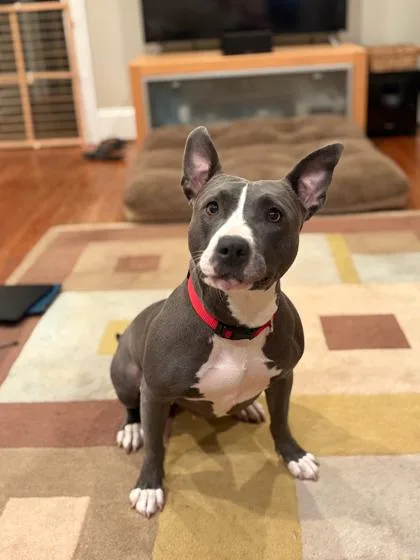 Gumdrop Button thumbnail 3