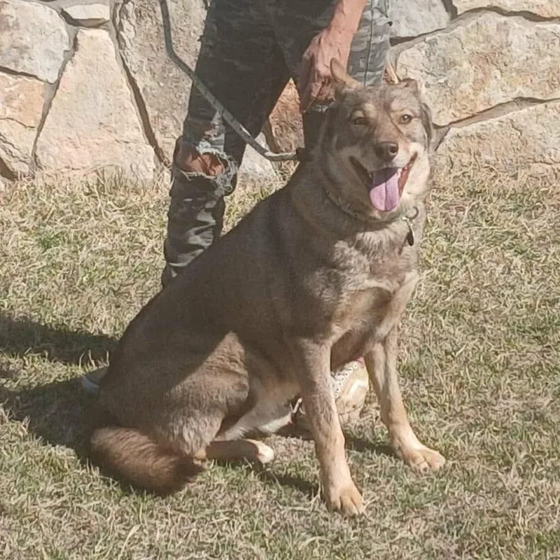 Wolfie   > thumbnail 3