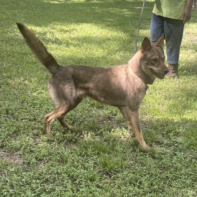 Wolfie   > thumbnail 4