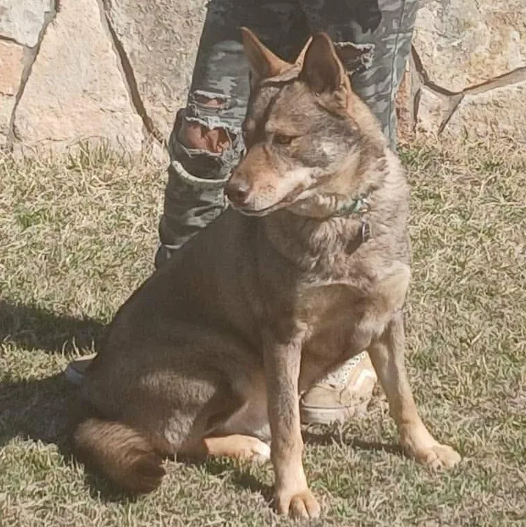 Wolfie   > thumbnail 5