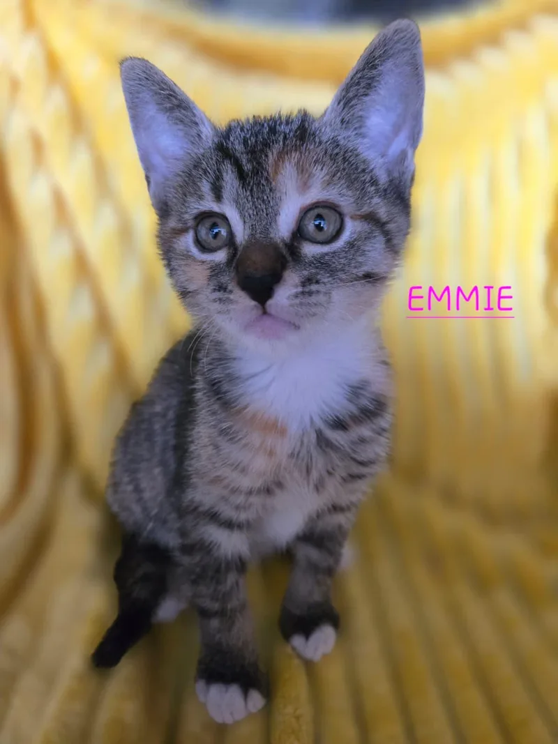 Sweet Emmie thumbnail 2